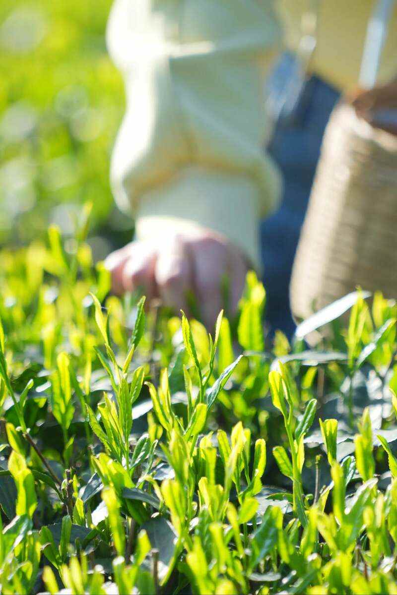 来不来雅安喝茶？