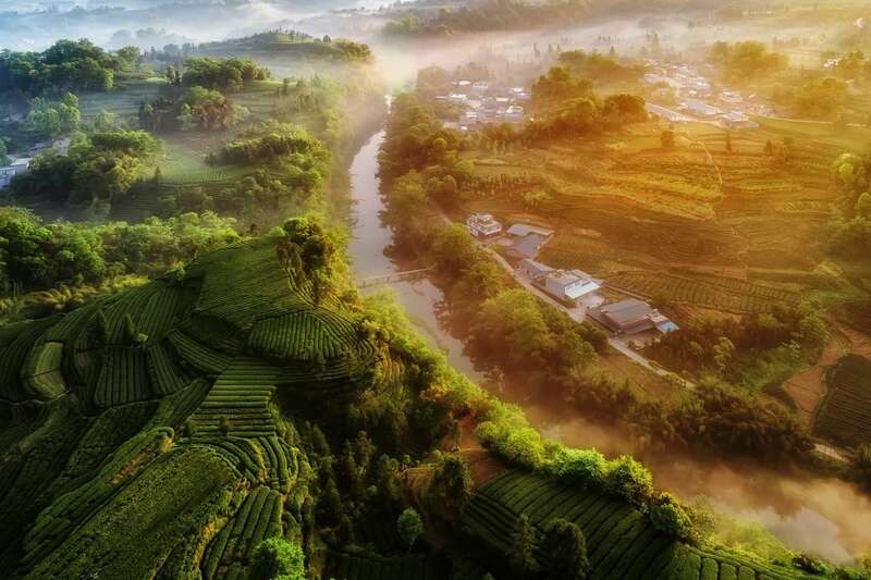 来不来雅安喝茶？