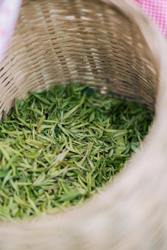 来不来雅安喝茶？