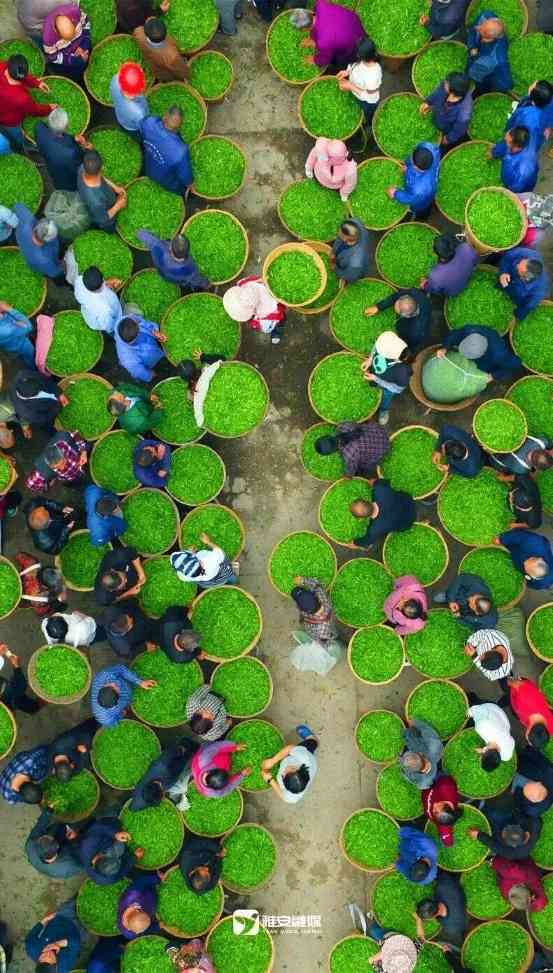 来不来雅安喝茶？