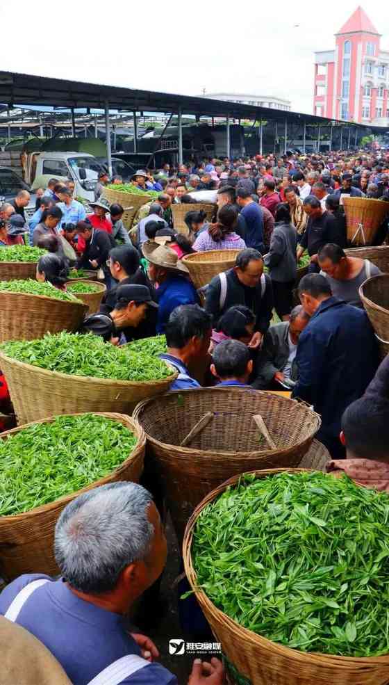 来不来雅安喝茶？