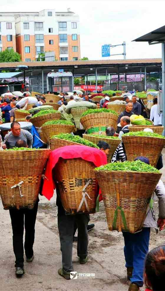 来不来雅安喝茶？
