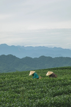 来不来雅安喝茶？