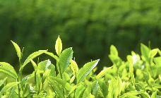 来不来雅安喝茶？