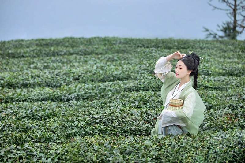 来不来雅安喝茶？