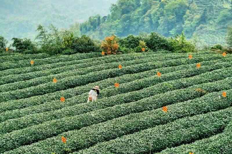 来不来雅安喝茶？