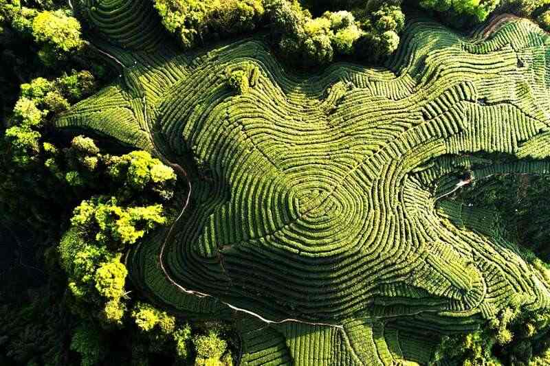 来不来雅安喝茶？