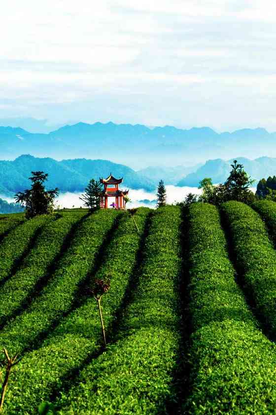 来不来雅安喝茶？