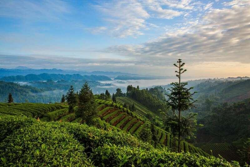 来不来雅安喝茶？