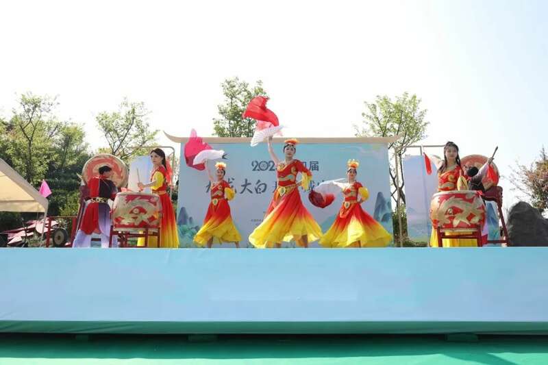 松溪九龙大白茶开采 茶香飘溢漫春山