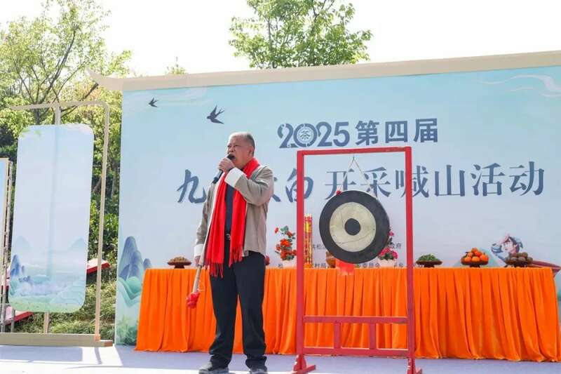 松溪九龙大白茶开采 茶香飘溢漫春山