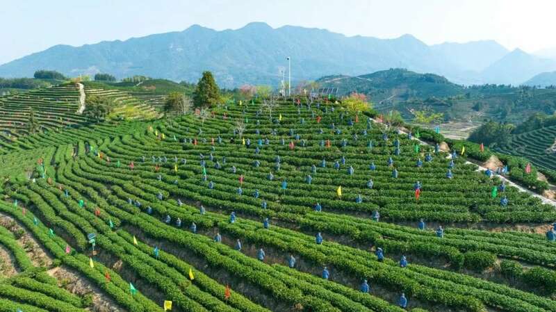 松溪九龙大白茶开采 茶香飘溢漫春山
