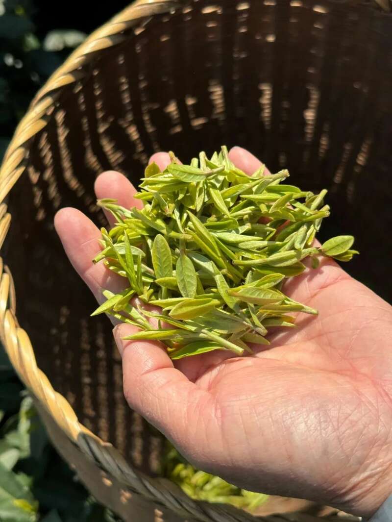 西湖龙井已开采！想要了解龙井茶，