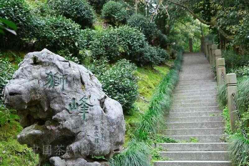 西湖龙井已开采！想要了解龙井茶，