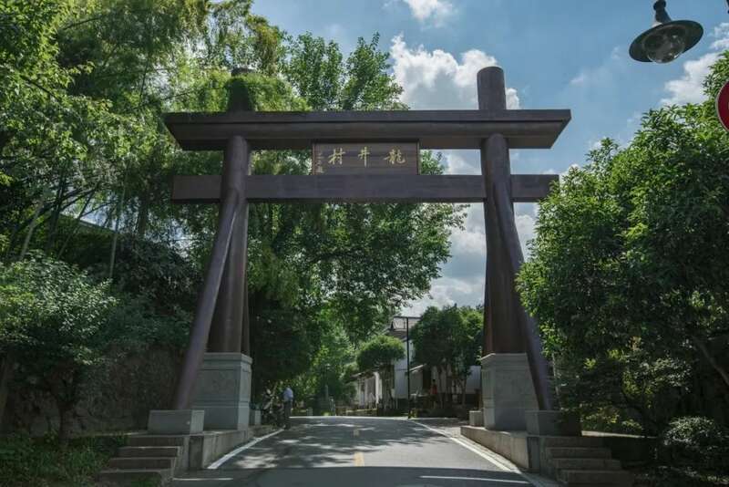 西湖龙井已开采！想要了解龙井茶，
