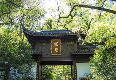 西湖龙井已开采！想要了解龙井茶，