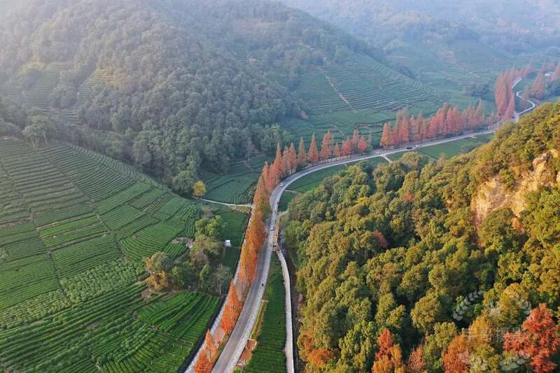 西湖龙井已开采！想要了解龙井茶，