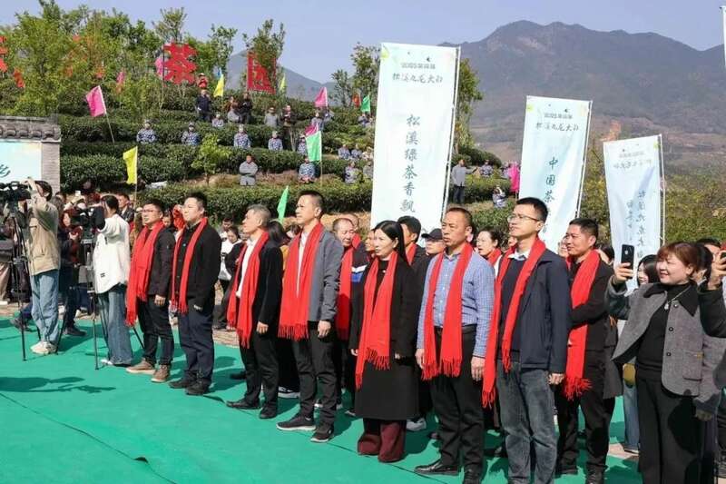 松溪九龙大白茶开采 茶香飘溢漫春山