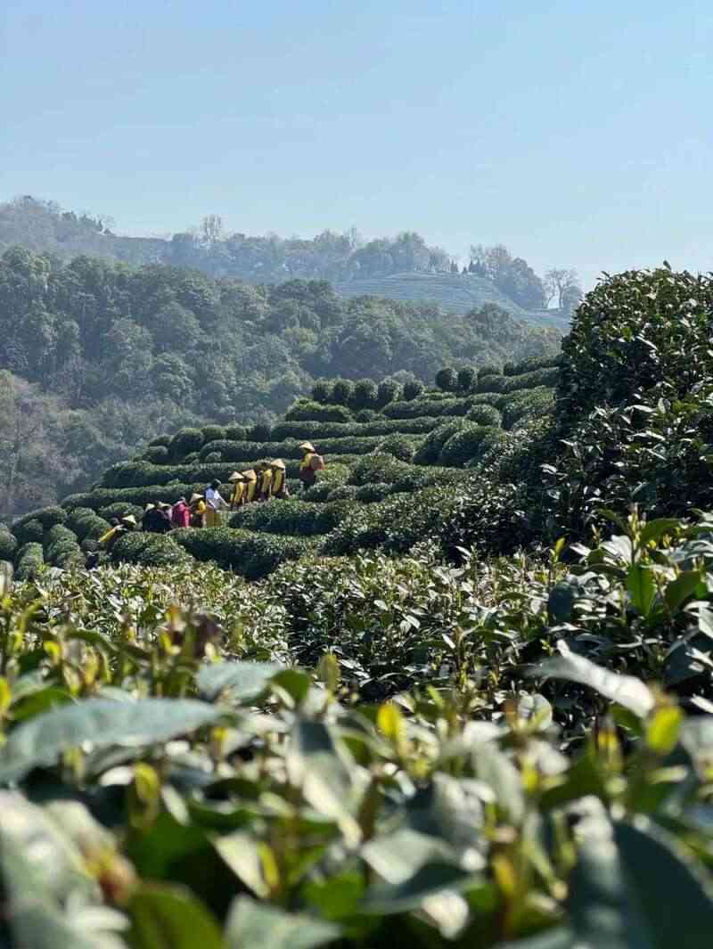 西湖龙井已开采！想要了解龙井茶，