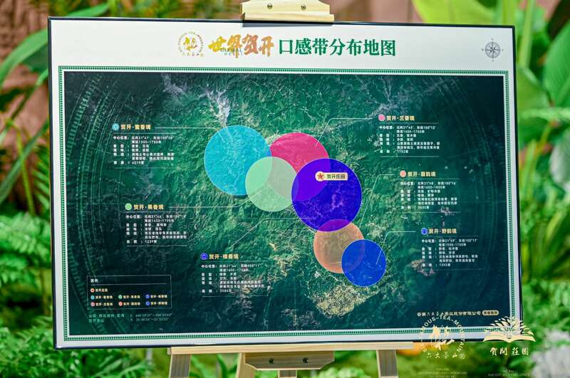 六大茶山 世界·贺开启动 普洱茶走向世界