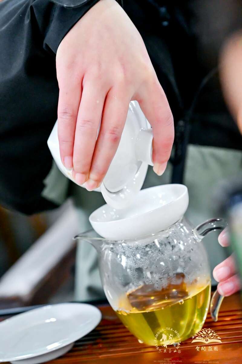 六大茶山 世界·贺开启动 普洱茶走向世界