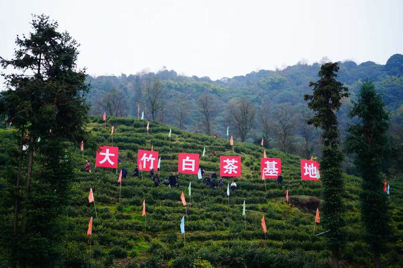声穿云海，唤醒茶山：2023第三届“巴山青”茶文化节暨第九届“大竹白茶”喊山开茶节启幕