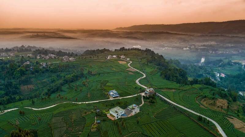 向新而行 不断擦亮“雅安藏茶”金字招牌