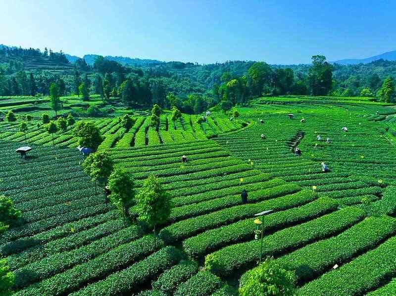 向新而行 不断擦亮“雅安藏茶”金字招牌