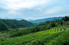 京华夷梦：“武夷茶·华夏行”推广活动北京站正式启动！