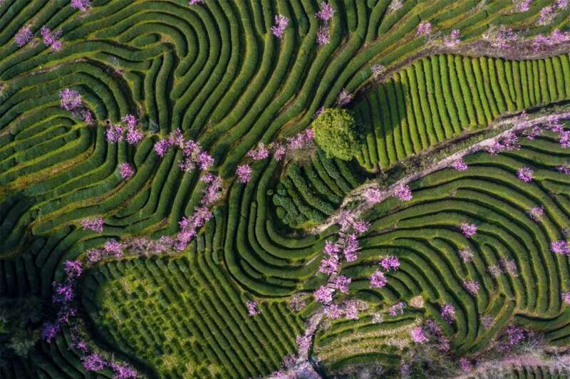 京华夷梦：“武夷茶·华夏行”推广活动北京站正式启动！