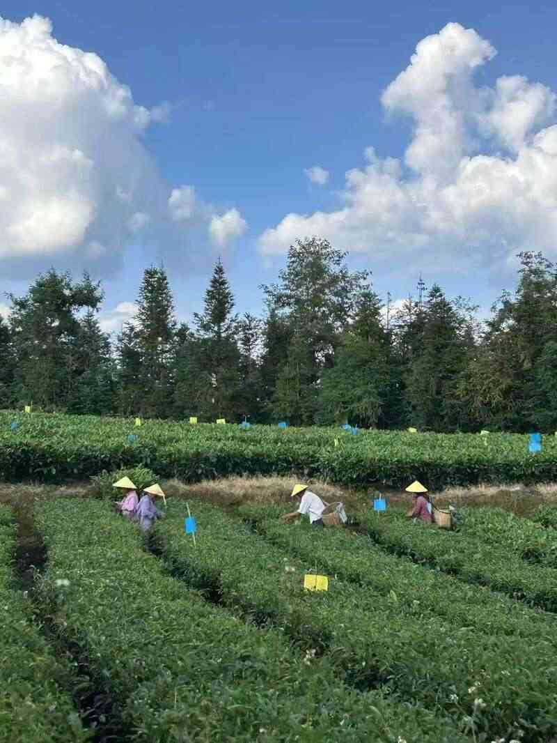 全力打造“云南红茶第一县” 擦亮“昌宁红茶”金字招牌