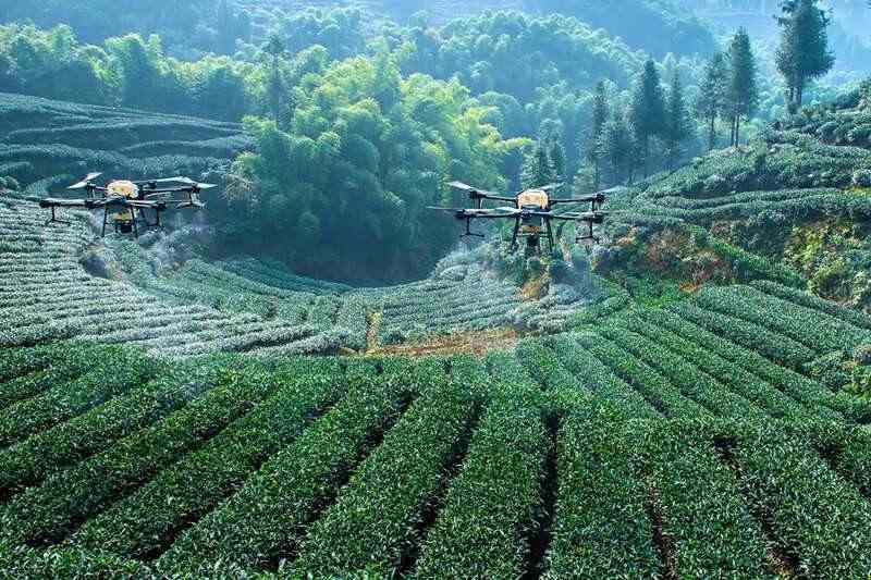 向新而行 不断擦亮“雅安藏茶”金字招牌