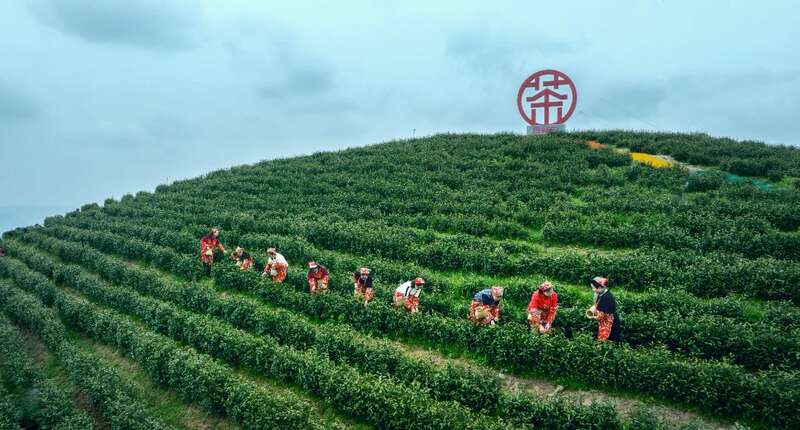 市女摄协：镜头下的茶香之旅