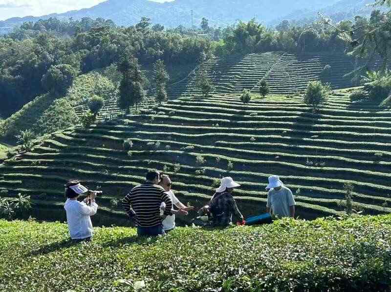 全力打造“云南红茶第一县” 擦亮“昌宁红茶”金字招牌