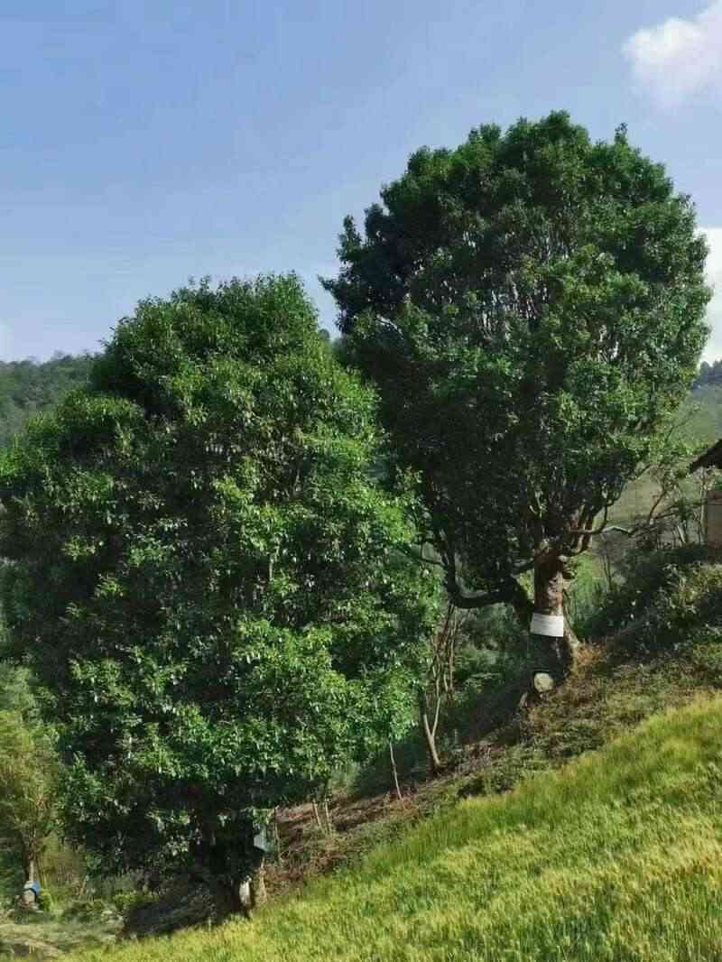 全力打造“云南红茶第一县” 擦亮“昌宁红茶”金字招牌