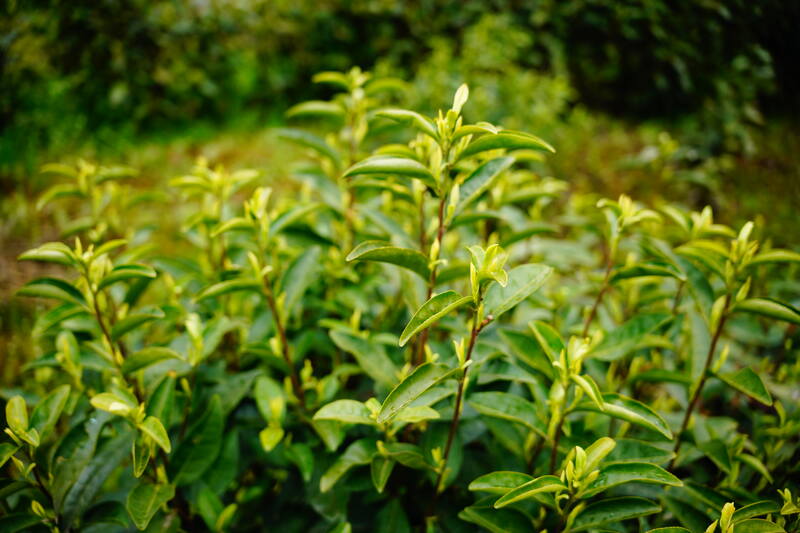 声穿云海，唤醒茶山：2023第三届“巴山青”茶文化节暨第九届“大竹白茶”喊山开茶节启幕