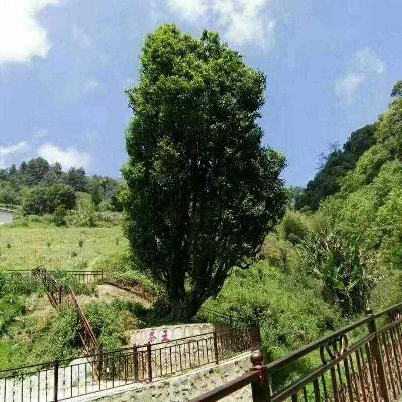 全力打造“云南红茶第一县” 擦亮“昌宁红茶”金字招牌