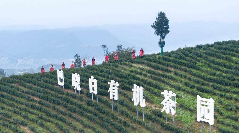 市女摄协：镜头下的茶香之旅