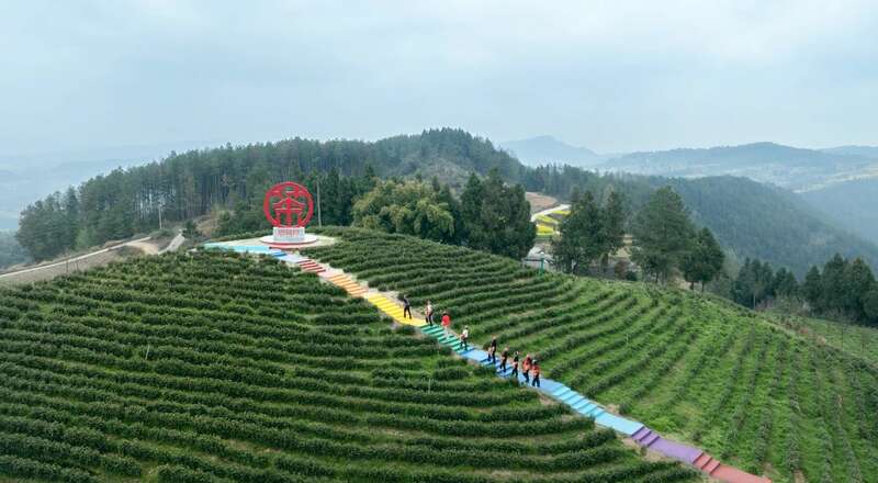 市女摄协：镜头下的茶香之旅