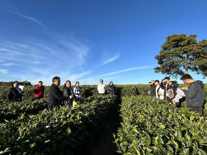 全力打造“云南红茶第一县” 擦亮“昌宁红茶”金字招牌