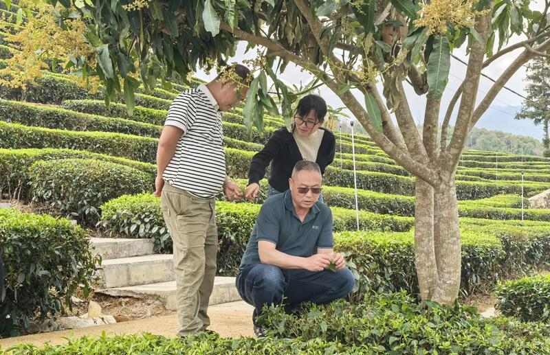 全力打造“云南红茶第一县” 擦亮“昌宁红茶”金字招牌