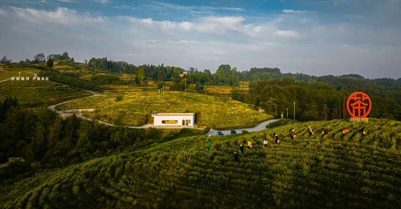 市女摄协：镜头下的茶香之旅