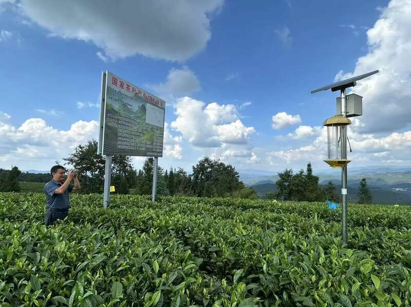 全力打造“云南红茶第一县” 擦亮“昌宁红茶”金字招牌