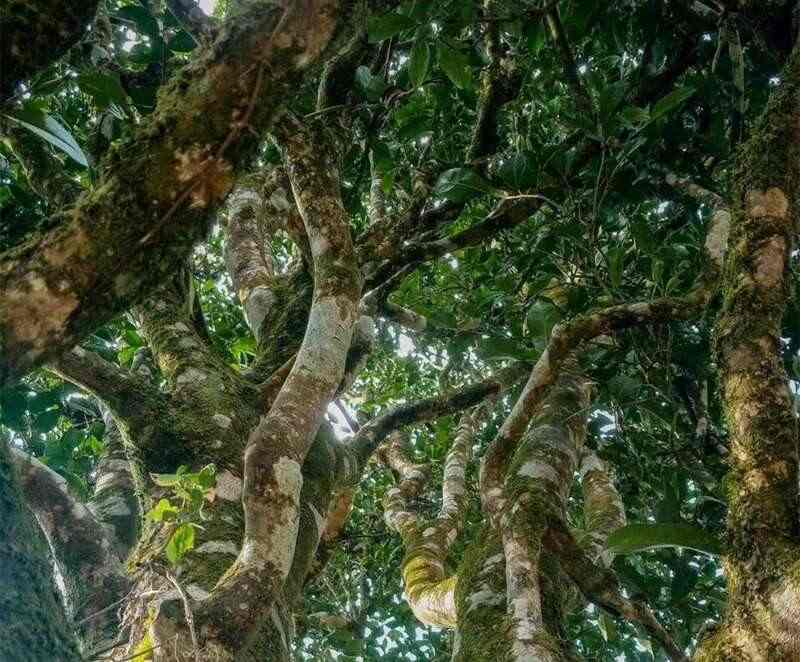 时光印记2002-2025：廿三载坚守与突破  兴海茶【流年印象】重磅上市！