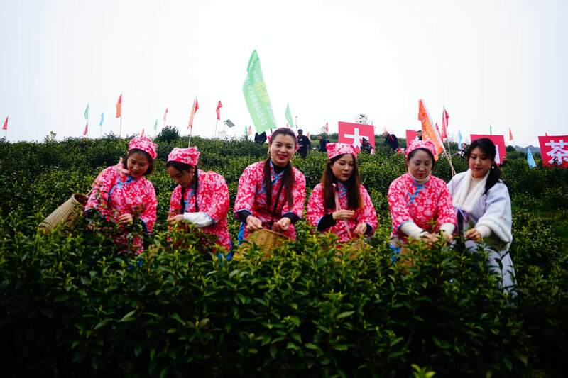 声穿云海，唤醒茶山：2023第三届“巴山青”茶文化节暨第九届“大竹白茶”喊山开茶节启幕