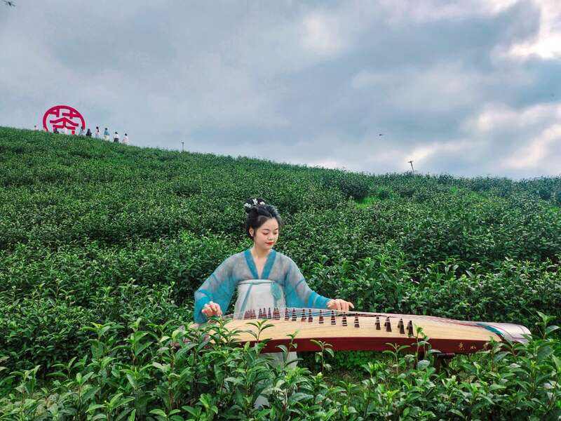 市女摄协：镜头下的茶香之旅