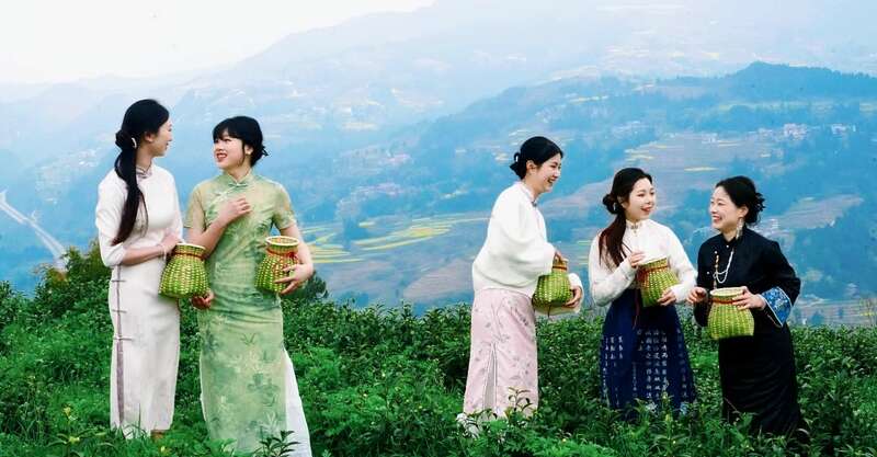 市女摄协：镜头下的茶香之旅