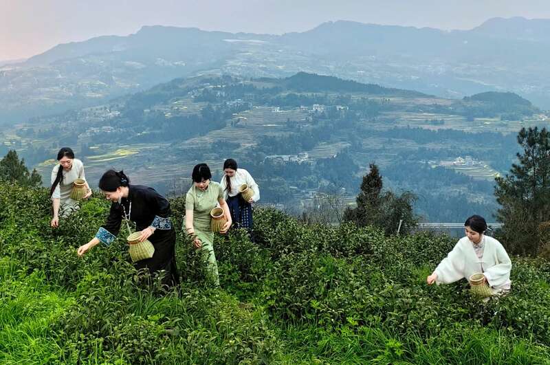 市女摄协：镜头下的茶香之旅