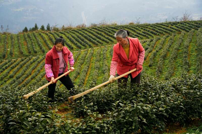 市女摄协：镜头下的茶香之旅