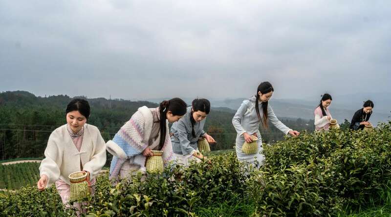 市女摄协：镜头下的茶香之旅